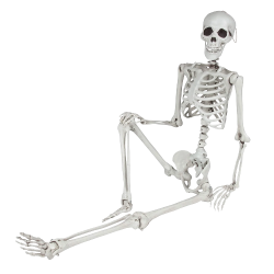 Full Body Skeleton Meme Template