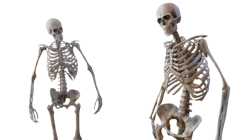 Two Skeletons Meme Template