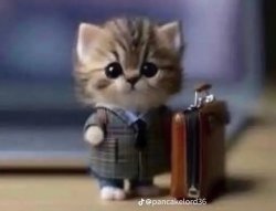 Business Kitten Meme Template