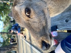 Side eye deer Meme Template