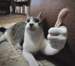 cat thumbs up Meme Template