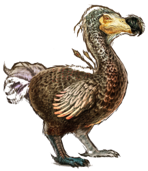 dodo Meme Template