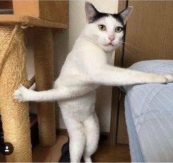Cat with super long crossed arms Meme Template