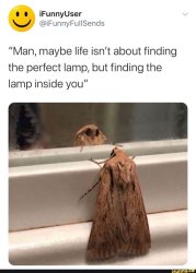 Maybe life isn't about find the perfect lamp Meme Template