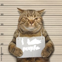 arrested cat blank Meme Template