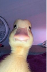 Ducker Meme Template