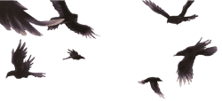 Flock of birds transparent background Meme Template