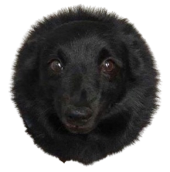 black hole doggo Meme Template