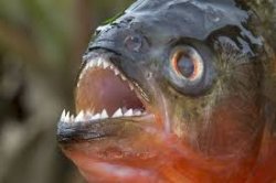 Talking piranha Meme Template