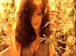 JEANNIE420 JHIGH FROM THE CROP! Meme Template