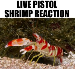 live pistol shrimp reaction Meme Template