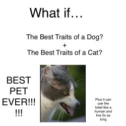 THE BEST PET EVER! Meme Template