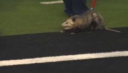 Dragging oppossum Meme Template