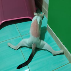 Cat doing backflip while pising Meme Template