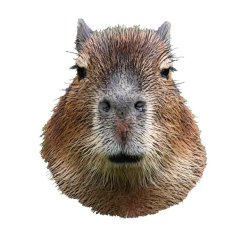 Capybara Meme Template