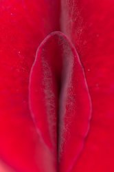 Petalo de rosa Meme Template