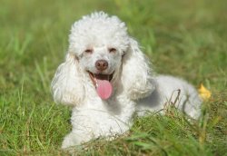 Poodle Meme Template