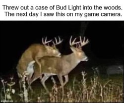 Threw out a case of Bud Light into the woods. The next day I saw Meme Template