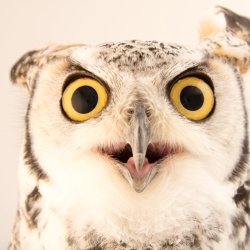 owl Meme Template