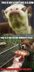 Important fox facts Meme Template