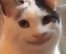 Funny cat smiling Meme Template