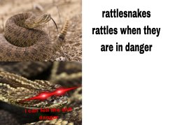 Rattlesnake rattles when they are in danger Meme Template