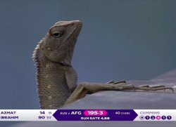 A Chamaeleon Waching Cricket Meme Template