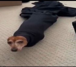 Doggo Meme Template