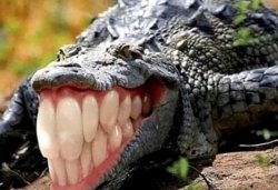 alligator with human teeth Meme Template