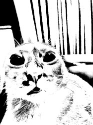 Cat from Hell Meme Template