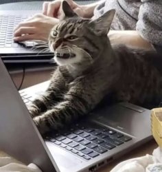 Angry cat laptop Meme Template