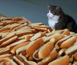 Cat and hot dogs Meme Template