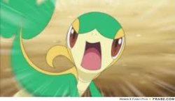 Snivy Meme Template