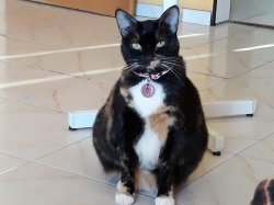 Mishu Meme Template