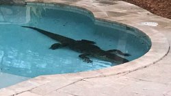 Alligator in pool Meme Template