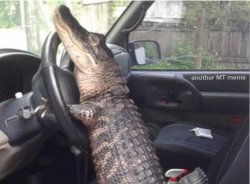 Alligator driving Meme Template