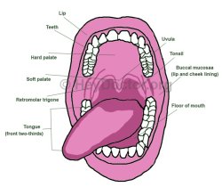 Mouth Meme Template