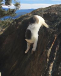 Cat falling off cliff Meme Template