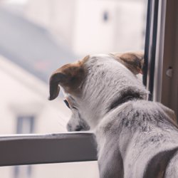 dog looking out of the window Meme Template