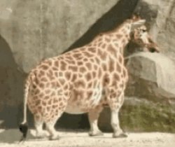 Giraffe Meme Template