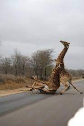 Drunk giraffe Meme Template