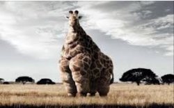 Chubby giraffe Meme Template