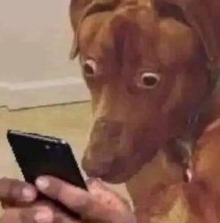 dog looking at phone Meme Template