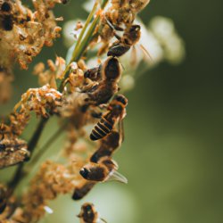 Bees are saving the world Meme Template