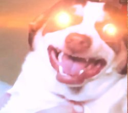 Dog with laser eyes Meme Template