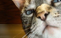 Intimidating cat Meme Template