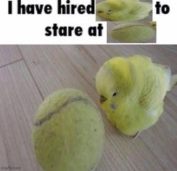 Bird tennis ball Meme Template