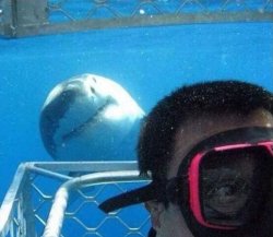Shark photobomb Meme Template