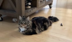 Pancake cat Meme Template