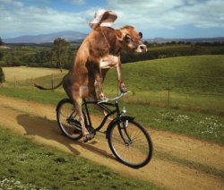 biker cow Meme Template
